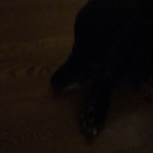 Meet your Posher, Anne